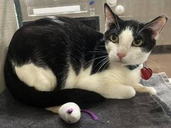 Oreo -  Domestic Short Hair Cat for Adoption in Stanwood, Washington - Oreo | PetCurious