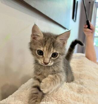 Aspen -  Domestic Short Hair Cat for Adoption in Herndon, Virginia - Aspen | PetCurious