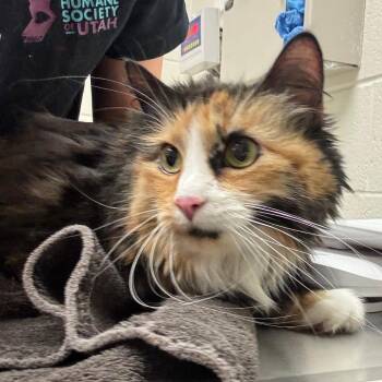 Domestic Long Hair Cats Available for Adoption in Murray, Utah - Lilly | PetCurious