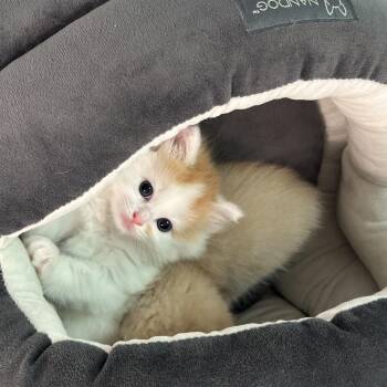 Rescue Domestic Medium Hair Cats for Adoption in Dickson, Tennessee - Penny (and Copper!) | PetCurious