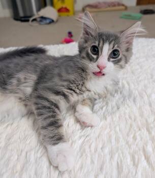 Swish26 -  Domestic Long Hair Cat for Adoption in Youngsville, North Carolina - Swish26 | PetCurious