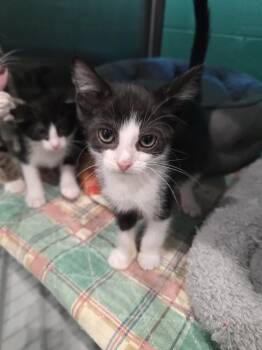 Geraldo -  Domestic Medium Hair Cat for Adoption in Wellington, Kansas - Geraldo | PetCurious
