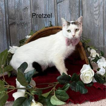 Pretzel -  Domestic Short Hair Cat for Adoption in Parkersburg, West Virginia - Pretzel | PetCurious