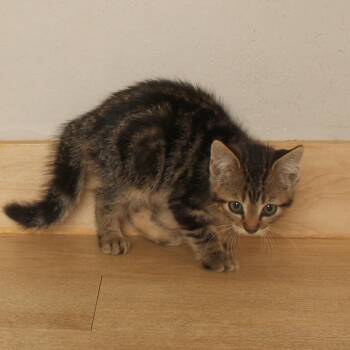 Greg C71403 -  Domestic Short Hair Cat for Adoption in Minnetonka, Minnesota - Greg C71403 | PetCurious