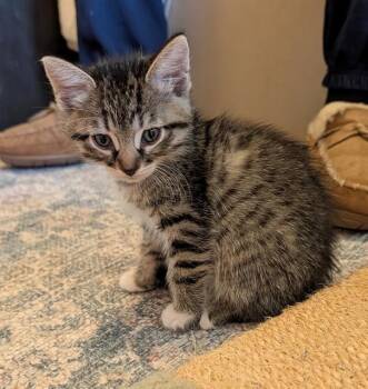 BRUCE -  Domestic Short Hair Cat for Adoption in Sacramento, California - BRUCE | PetCurious