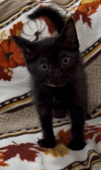 SEBASTIAN -  Domestic Short Hair Cat for Adoption in San Jose, California - SEBASTIAN | PetCurious
