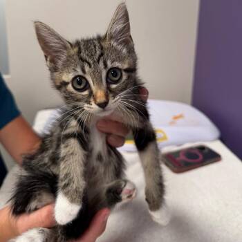 Kiki -  Domestic Short Hair Cat for Adoption in Englewood, Florida - Kiki | PetCurious
