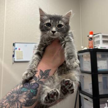 Beanie Babies -  Domestic Long Hair Cat for Adoption in Morganton, North Carolina - Beanie Babies | PetCurious
