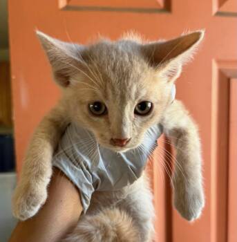 Domestic Short Hair Cats Available for Adoption in Huntington Beach, California - Ron | PetCurious