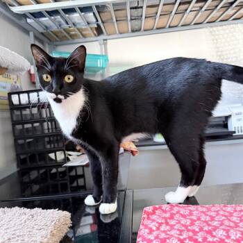 Puffin -  Domestic Short Hair Cat for Adoption in Hollywood, Florida - Puffin | PetCurious