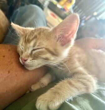 Breadstick -  Domestic Short Hair Cat for Adoption in Greenwood, Indiana - Breadstick | PetCurious