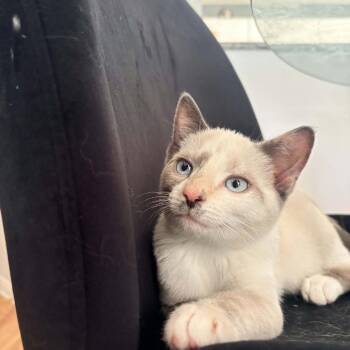 Sailor -  Domestic Short Hair Cat for Adoption in Abbotsford, British Columbia - Sailor | PetCurious