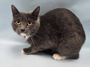 Kitty -  Domestic Short Hair Cat for Adoption in Minneapolis, Minnesota - Kitty | PetCurious
