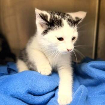 Ariel -  Domestic Short Hair Cat for Adoption in Jacksboro, Tennessee - Ariel | PetCurious