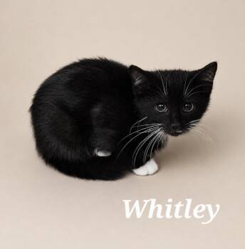 Whitley -  Tuxedo Cat for Adoption in Monroeville, Pennsylvania - Whitley | PetCurious