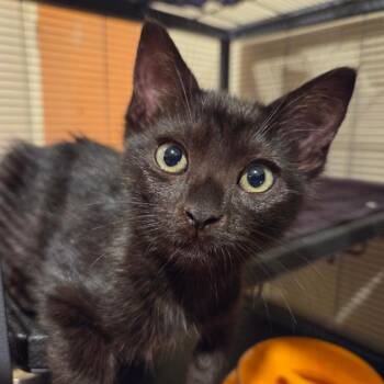 Gelato -  Domestic Short Hair Cat for Adoption in Westminster, California - Gelato | PetCurious