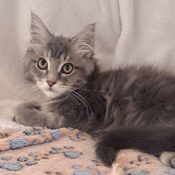 Salim -  Domestic Long Hair Cat for Adoption in Chicago, Illinois - Salim | PetCurious