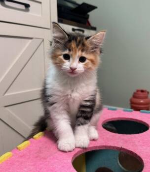Cherry & Gojiberry -  Domestic Long Hair Cat for Adoption in Medfield, Massachusetts - Cherry & Gojiberry | PetCurious