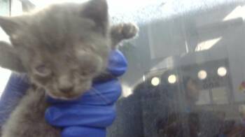 Rescue Domestic Short Hair Cats for Adoption in Dallas, Texas - LAV | PetCurious