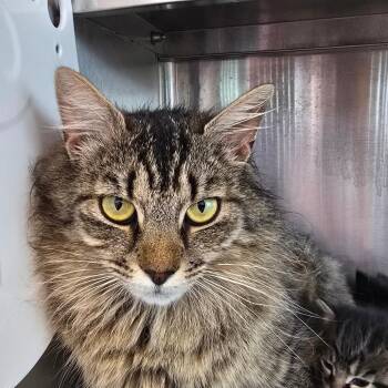 Domestic Long Hair Cats Available for Adoption in Madisonville, Tennessee - Annie | PetCurious