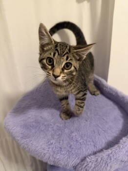 Rescue Tabby and Domestic Short Hair Cats for Adoption in Georgetown, Kentucky - Thumper | PetCurious