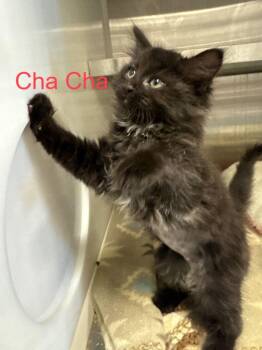 Cha Cha -  Domestic Medium Hair Cat for Adoption in Hilton Head Island, South Carolina - Cha Cha | PetCurious