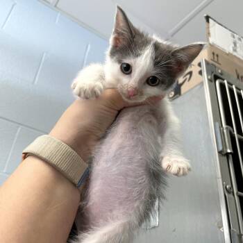 Potted Plant -  Domestic Short Hair Cat for Adoption in Carencro, Louisiana - Potted Plant | PetCurious