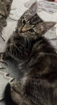 Louise -  Domestic Short Hair and Tabby Cat for Adoption in Dallas, Texas - Louise | PetCurious