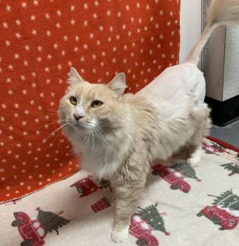 Rescue Domestic Long Hair Cats for Adoption in Bisbee, Arizona - Briar | PetCurious
