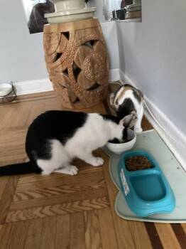 Cookie -  Domestic Short Hair Cat for Adoption - Cookie | PetCurious