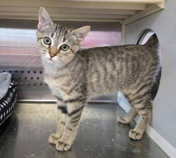 Twyla & Twinkle - Bonded Kittens -  Tabby Cat for Adoption in Oak Ridge, Tennessee - Twyla & Twinkle - Bonded Kittens | PetCurious