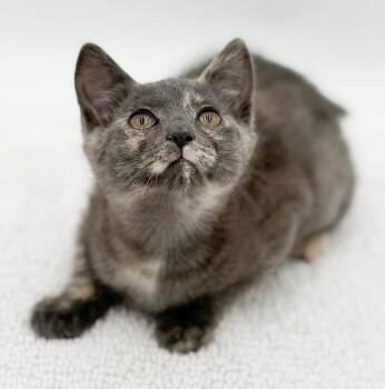 Maisie is our diva of delight - Loves being snuggled - SUPERMODE -  Russian Blue and Dilute Tortoiseshell Cat for Adoption in Bedford Hills, New York - Maisie Is Our Diva Of Delight - Loves Being Snuggled - SUPERMODE | PetCurious