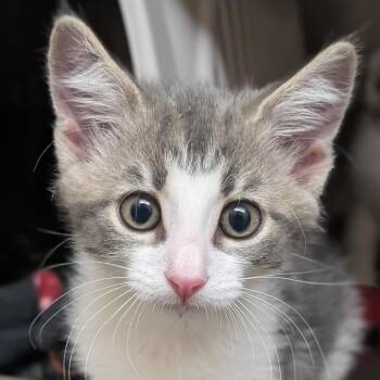 Cameron -  Domestic Medium Hair Cat for Adoption in Reno, Nevada - Cameron | PetCurious