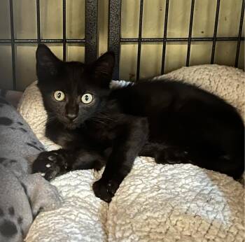Binx -  Domestic Short Hair Cat for Adoption in Sneads Ferry, North Carolina - Binx | PetCurious