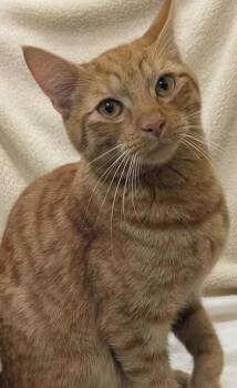 Domestic Short Hair Cats Available for Adoption - Marmalade | PetCurious