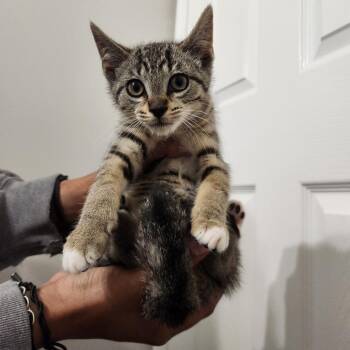 Willow -  Domestic Short Hair Cat for Adoption in Indianapolis, Indiana - Willow | PetCurious