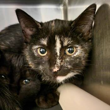 Rescue Domestic Short Hair Cats for Adoption in Columbia, Missouri - Witches' Brew | PetCurious