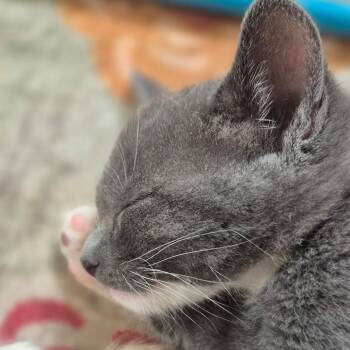 Gary -  Domestic Short Hair Cat for Adoption in Idaho Falls, Idaho - Gary | PetCurious