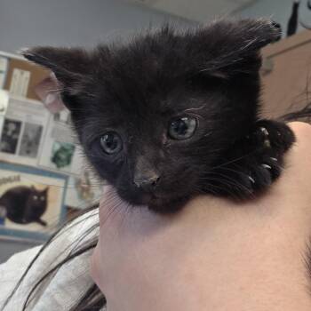 Taco -  Domestic Short Hair Cat for Adoption - Taco | PetCurious