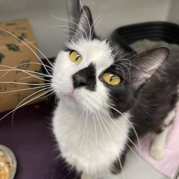 Skinny Margarita -  Domestic Short Hair Cat for Adoption in Saint Charles, Missouri - Skinny Margarita | PetCurious