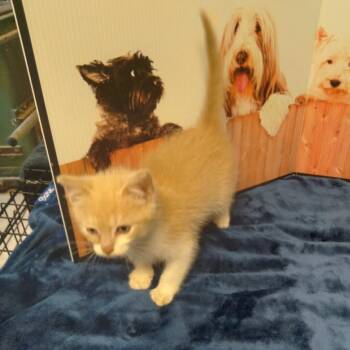 Rescue Domestic Medium Hair and Domestic Short Hair Cats for Adoption in Stanwood, Washington - Hibiscus - Kitten | PetCurious
