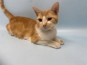 Ginger -  Domestic Short Hair Cat for Adoption in Golden Valley, Minnesota - Ginger | PetCurious