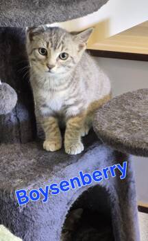 Boysenberry -  Domestic Short Hair Cat for Adoption in Lynchburg, Tennessee - Boysenberry | PetCurious