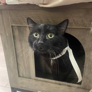 Domestic Short Hair Cats Available for Adoption - Capricorn | PetCurious