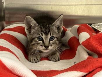 MCPICKLE -  Domestic Short Hair Cat for Adoption in Tustin, California - MCPICKLE | PetCurious