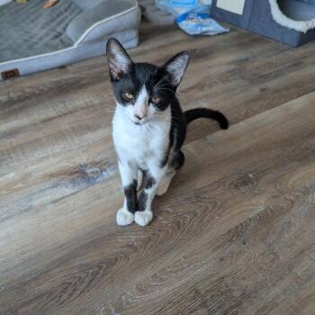 Boba -  Domestic Short Hair Cat for Adoption in San Antonio, Texas - Boba | PetCurious