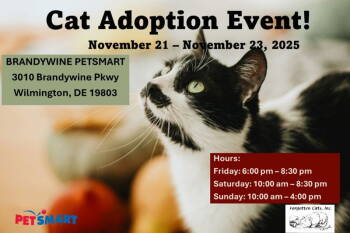 Rescue Domestic Short Hair Cats for Adoption in Greenville, Delaware - Brandywine PetSmart Adoption Event Nov. 21-23 | PetCurious