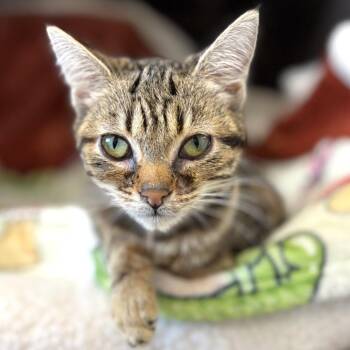 Monkey -  Domestic Short Hair Cat for Adoption in Medford, Oregon - Monkey | PetCurious