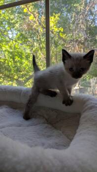 Domestic Short Hair Cats Available for Adoption in Fruit Heights, Utah - Butterknife | PetCurious