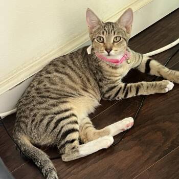 Neytiri -  Domestic Short Hair Cat for Adoption in Yucca Valley, California - Neytiri | PetCurious